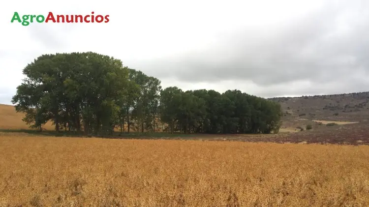 Venta  de Finca rustica de secano con chopos en Guadalajara