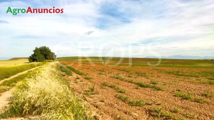 Venta  de Finca agrícola y cinegética con  vivienda en Toledo