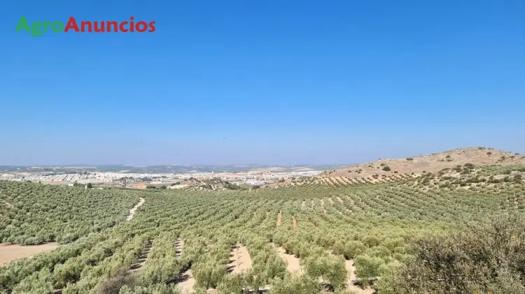 Venta  de Finca de olivar tradicional de secano en Córdoba