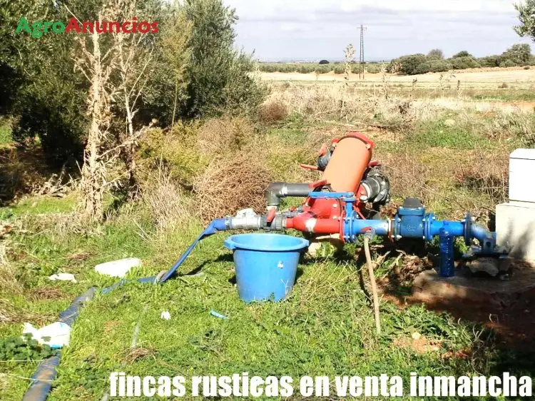 Venta  de Finca de almendros y olivos ecológicos en Ciudad Real