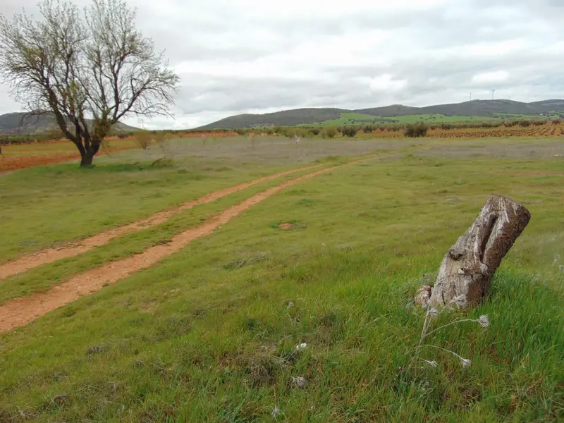 Venta Finca Rustica San Carlos del Valle 1 52 ha