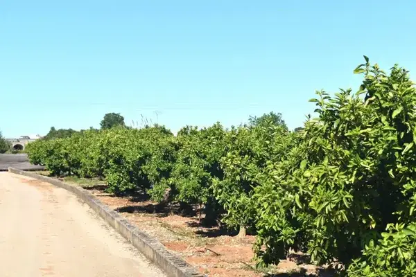 Finca Rustica Beniarbeig 42000m2 Naranjos 4 Dormitorios