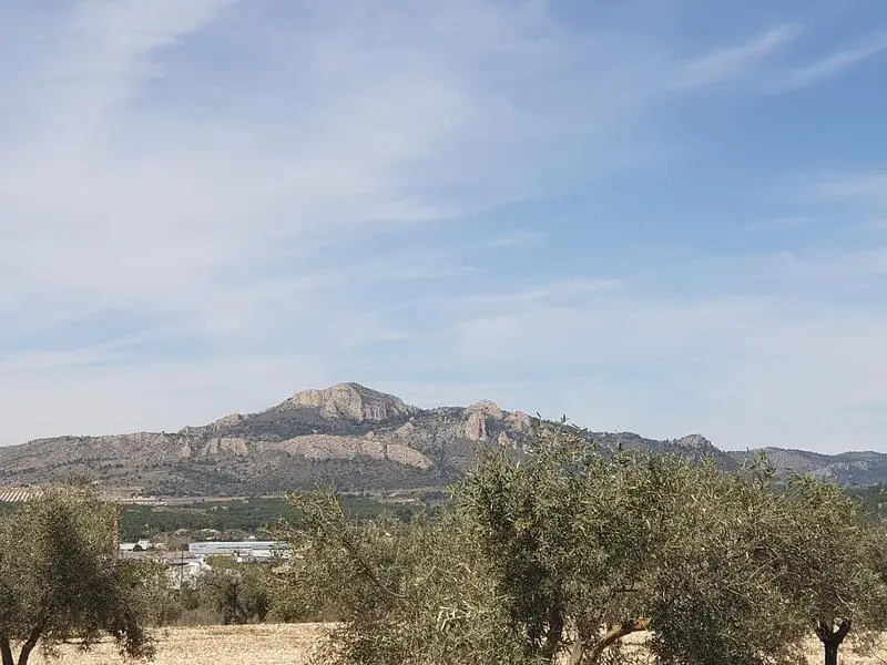 Parcelas en Sax Alicante con Vistas al Castillo