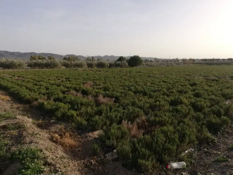 Venta Parcela en Cazalla Lorca 5300m2