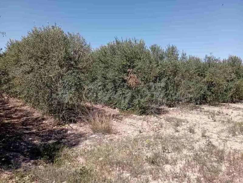 Venta Suelo Edificable Caudete 3000m2
