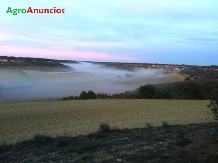 Venta  de Finca de caza con casa en Valladolid