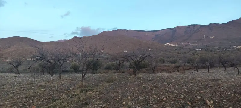 Venta Terreno Rustico en Senes 6508m2 con Olivos Agua y Luz