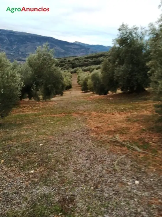 Venta de Olivar en Villanueva del Arzobispo Jaén