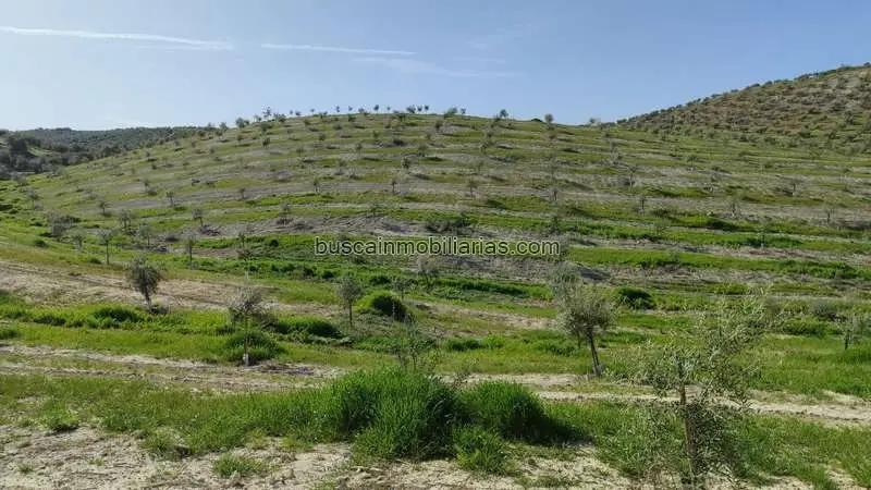 Parcela Rustica en Venta Luque 5 Fanegas