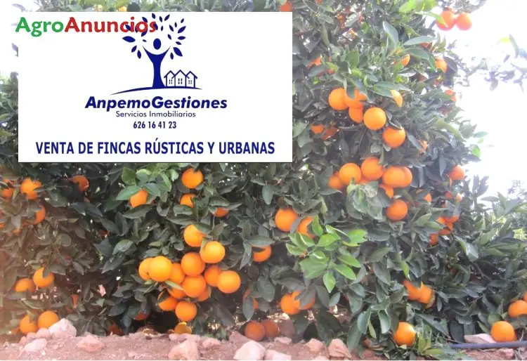 Venta  de Finca de naranjos en Córdoba