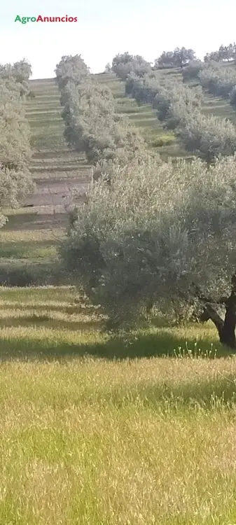 Venta  de Finca de olivos de regadio en Jaén