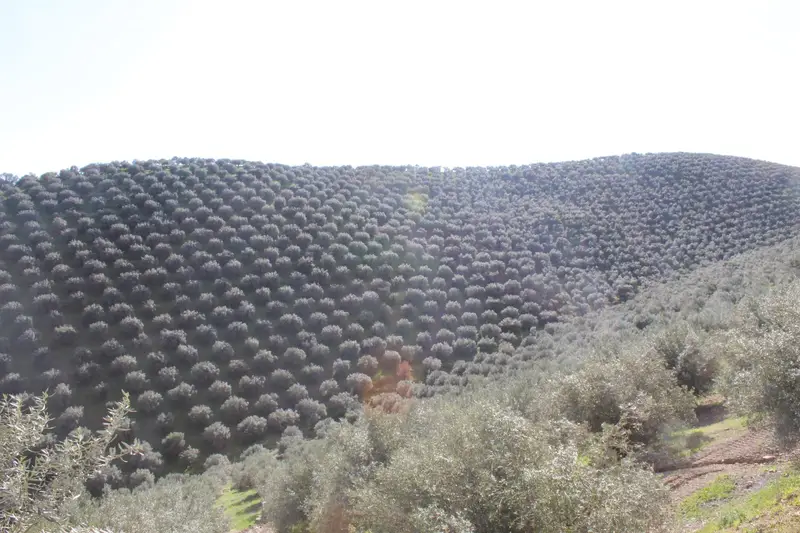 Venta Finca con Vistas en Pozoblanco