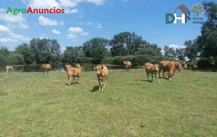 Venta  de Finca ganadera en Salamanca