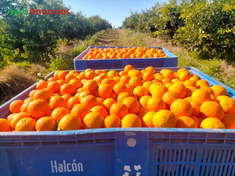 Venta  de Finca de naranjos en Sevilla