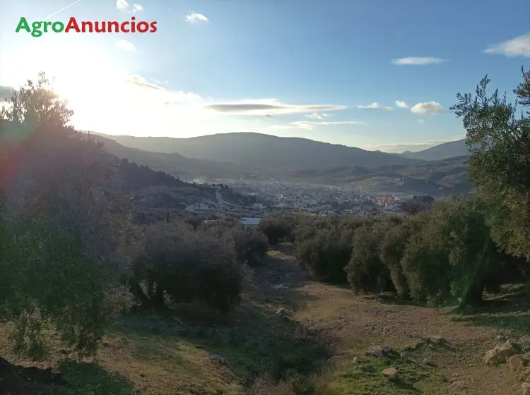 Venta  de Finca de olivos en Jaén