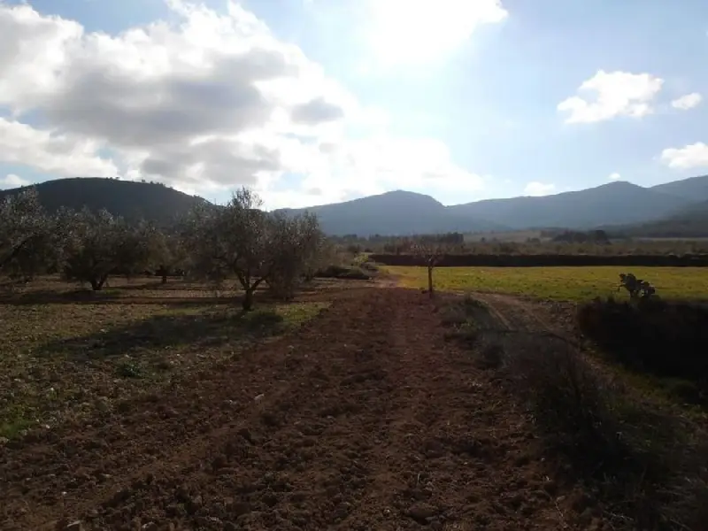 Venta Terreno Castalla 84000m2 1500 Olivos