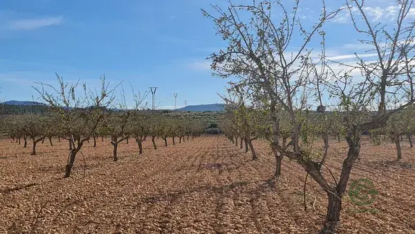 Terreno en Pinoso 27528m2  Ideal para Desarrollo