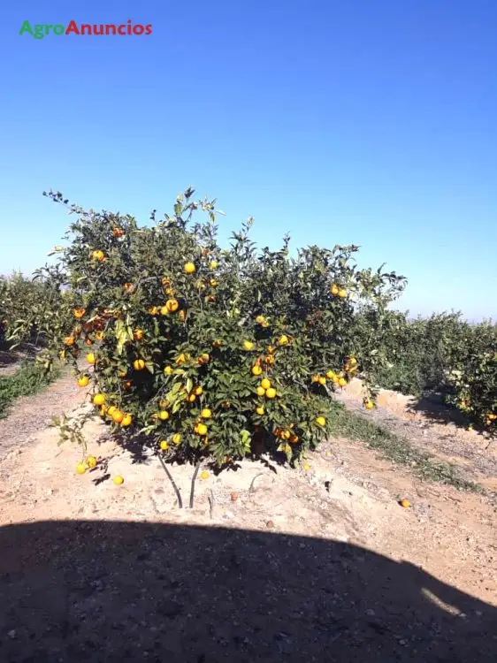 Venta  de Finca de naranjos en Huelva