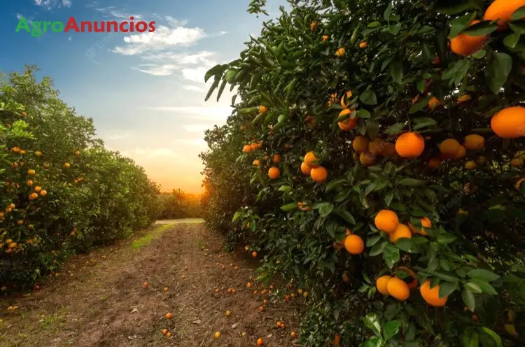 Venta  de Finca de naranjos lane late en Córdoba