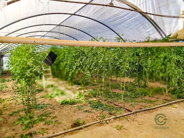 Terreno Agricola 1 59ha Invernaderos Vivienda Santa Pola
