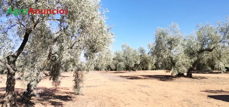 Venta  de Finca de olivos con riego por goteo en Málaga