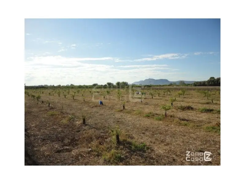 Venta Finca Naranjos Albotaina Algemesí 8235m2 Riego