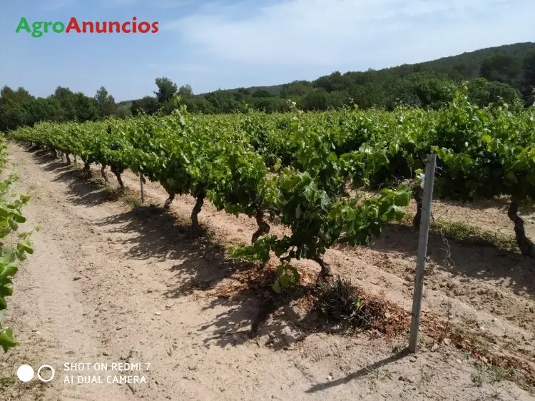 Venta  de Finca vinya macabeo emparrada en Barcelona