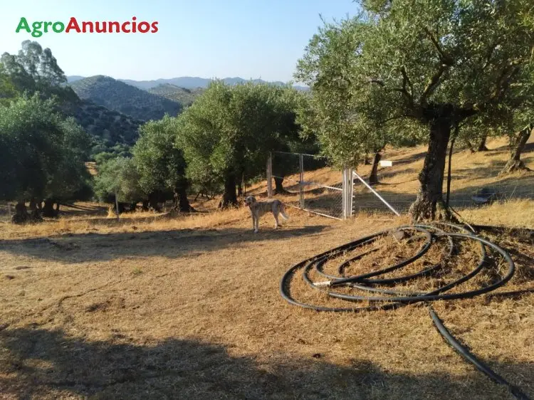 Venta  de Finca de olivos con casa y maquinaria en Córdoba