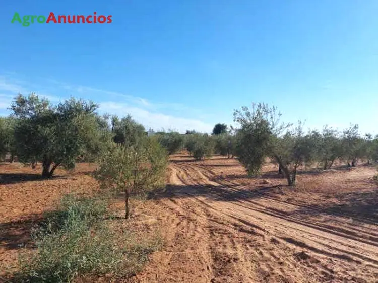 Venta  de Finca de olivos en Sevilla