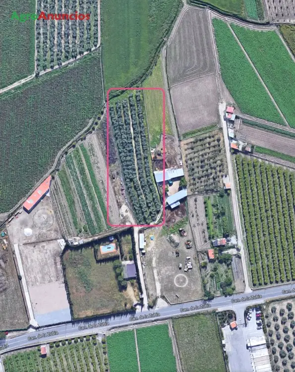 Venta  de Finca olivos picual marteños en Granada