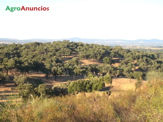 Venta  de Finca rustica ganadera en Cáceres