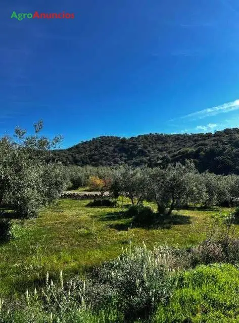 Venta  de Finca de regadío en Málaga