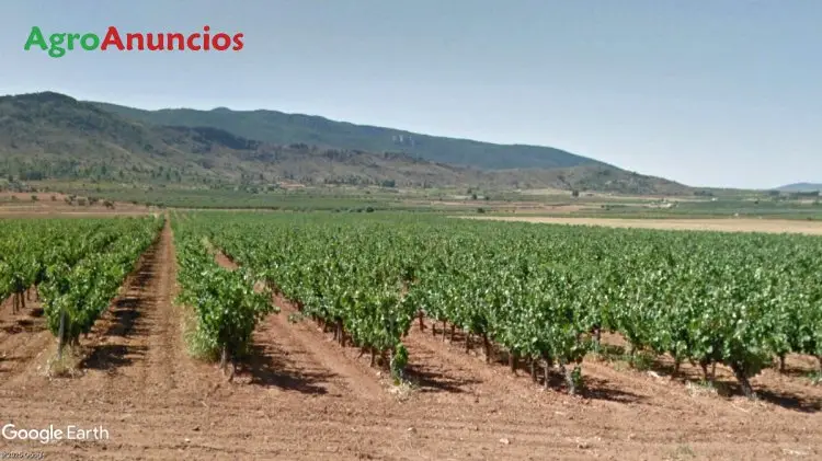 Finca Viñedo Murcia Venta Yecla