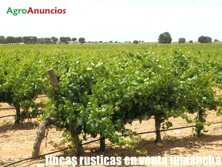 Venta  de Finca de viña en espaldera con bodega y caserio en Albacete