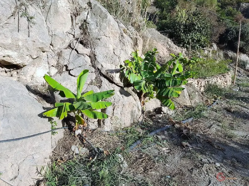 Venta Finca Rustica Velez Benaudalla 82000m2