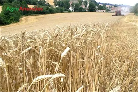 Venta  de Finca de regadío en Lleida