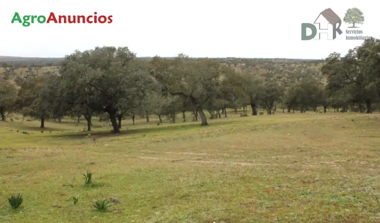 Venta  de Finca ganadera con reforestación de olivar y alcornoques en Cáceres