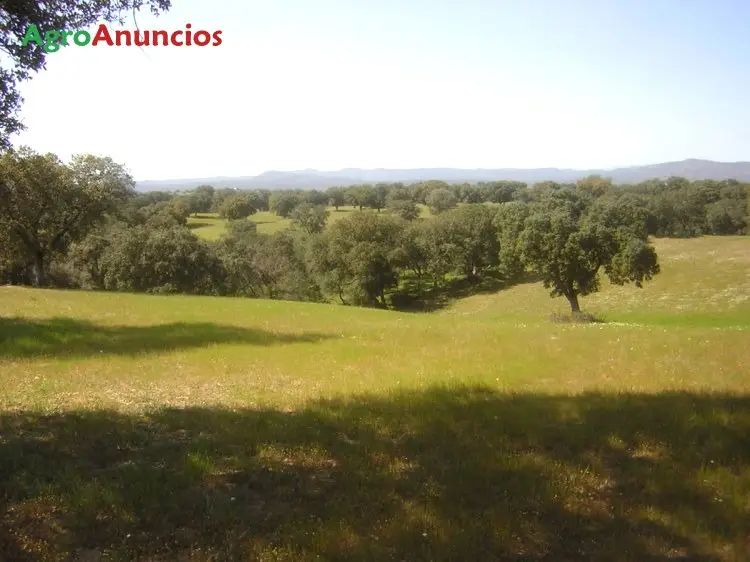 Venta  de Finca de labor y pastos junto al río en Toledo