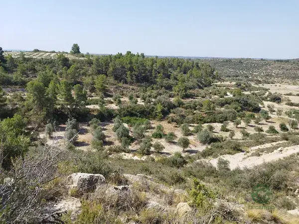 1ha Olivos y Almendros en Castelldans Lleida Riego Posible