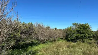 Finca rústica en alquiler en Alcalà de Xivert