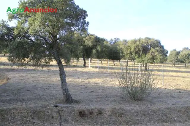 Venta  de Finca con explotacion de  cerdos y ovejas en Cáceres