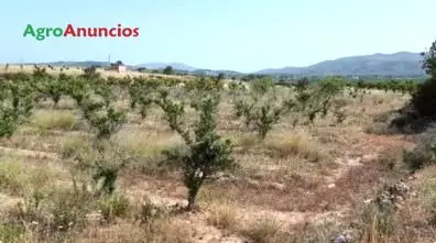 Venta  de Finca de cítricos abandonados en Valencia