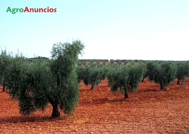 Demanda  de Finca de olivos en Badajoz