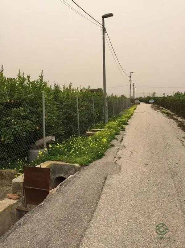 Parcela con Limoneros y Naranjos en Llano de Brujas Murcia