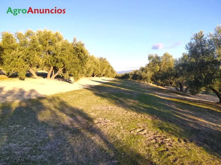 Venta  de Finca de regadío en Jaén