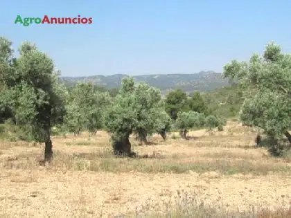 Venta  de Finca de almendros y olivos con masía en Tarragona