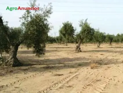 Venta  de Finca de olivos en Badajoz