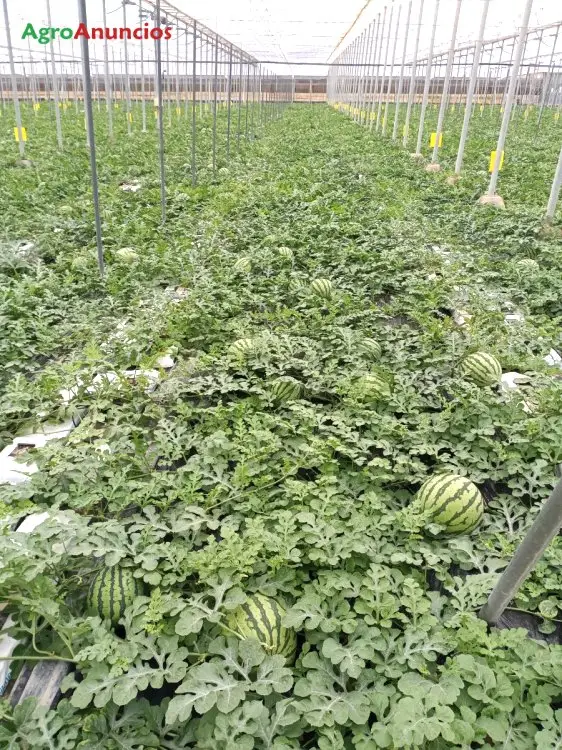 Venta  de Finca con invernadero multitunel en Almería