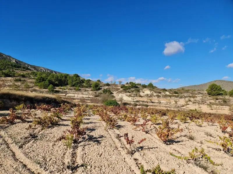 Terreno en venta La Romana, España