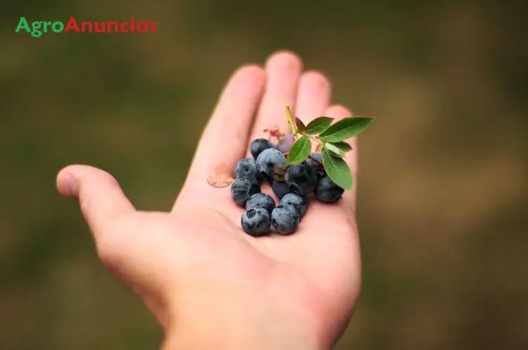 Venta  de Finca  de arándanos en producción en Cantabria